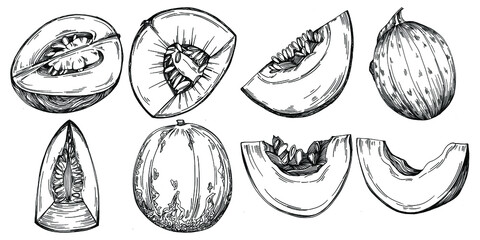 Melon realistic vector sketch. Decorative retro style collection hand drawn farm product for restaurant menu, market label, logo, emblem and  kitchen design. Decoration for food packaging.
