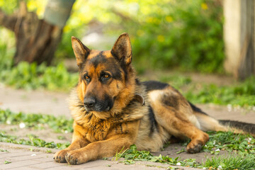 Beautiful german shepherd dog, smart and easy to train