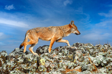 Wolf, Canis lupus, in Wild nature, Eastern Rhodopes mountain, Bulgaria in Euroe Portrait of...