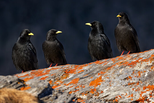 Bird in Alp, Switzerland Alpine Chough, Pyrrhocorax graculus, black bird sitting on the stone with lichen. animal in the mountain nature habitat. Alpine Chough with red leg and yellow bill.
