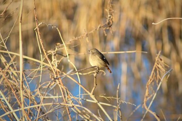 まんまるなジョウビタキ