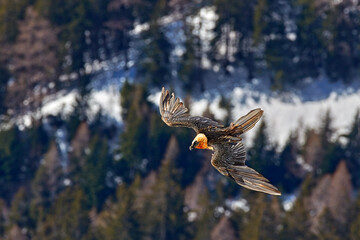 Lammergeier or Bearded Vulture, , flying bird above rock forest mountain. Rare bird, fly with snow, animal in stone habitat, Valais, Switzerland. Bearded Vulture-Eagle in flight above Swiss Alps.