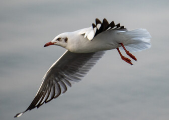 Seagulls in the sea