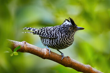 Barred antshrike, Thamnophilus doliatus, passerine bird in antbird family, Trinidad and Tobago. Wild motley spotted bird in nature forest habitat. Birdwatching in the Caribbean. Animal in green forest