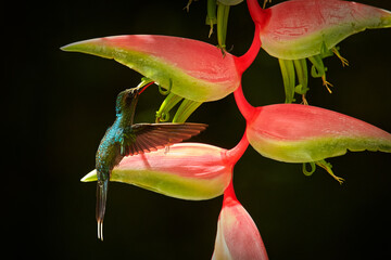 Wildlife scene from jungle, Trinidad and Tobago. Back light with bird in flight. Art view on hummingbird with flower. Green Hermit flying next to beautiful red flower with black forest in background.