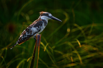 Kingfisher in Kazinga Channel, Queen Elizabeth national park, Uganda. Pied Kingfisher, Ceryle rudis, evening light with pink flower. Uganda wildlife.