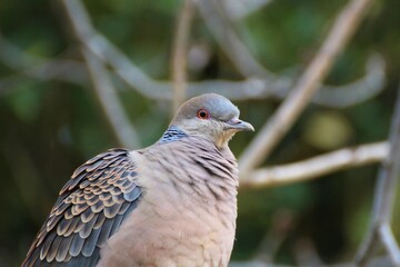 様子を伺うキジバト