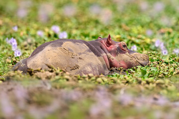 Hippo sleeping in the pink Hyacint flower bloom, Uganda wildlife. Hippo in nature, lying in the green vegetation.