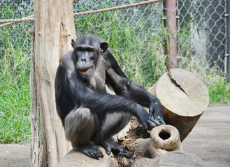 chimpanzees in search of food