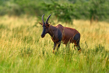 Uganda wildlife. Topi antelope, Damaliscus lunatus jimela, Ishasha, Queen Elizabeth National Park, Uganda in Africa. Topi antelope in the nature habitat, green grass on the savannah. Wildlife Uganda. 