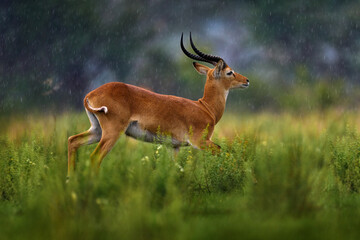 Ugandan kob, Kobus kob thomasi, rainy day in the savannah. Kob antelope in the green vegetation...