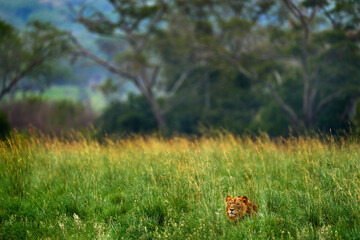 Lion in the grass, Africa landscape.  African danger animal, Panthera leo, detail Uganda Africa. Cat in nature habitat. Wild lion in the grass habitat, sunny evening hot day.