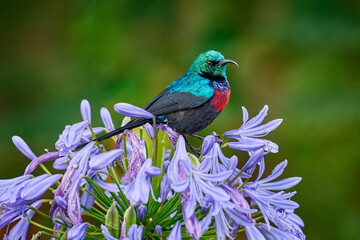 Mariqua Sunbird, Cinnyris mariquensis, bird in the green vegetation, Uganda. Africa sunbird sitting on the branch.  Green, yellow, red bird in the nature habitat. Rare black sunbird in red flower.