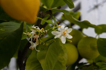 Close up of a white lemon blossom, also called Citrus x limon