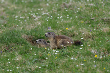 Obraz na płótnie Canvas Two curious Alpine marmots