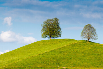 Fototapeta na wymiar tree on in hill in Reutenen, Emmental