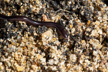 Close-up Brahminy blind snake, Common blind snake (Ramphotyphlops braminus) small snake in white background.