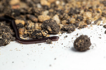 Close-up Brahminy blind snake, Common blind snake (Ramphotyphlops braminus) small snake in white background.