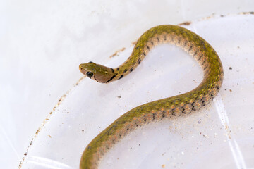 Painted keelbacks snake, Yellow-spotted keelback (Xenochrophis flavipunctatus) a species of colubrid snake.