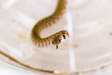 Painted keelbacks snake, Yellow-spotted keelback (Xenochrophis flavipunctatus) a species of colubrid snake.