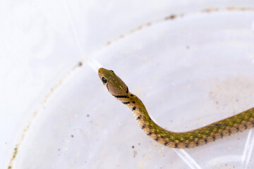 Painted keelbacks snake, Yellow-spotted keelback (Xenochrophis flavipunctatus) a species of colubrid snake.