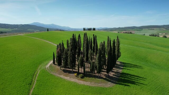 Group of cypresses in Tuscany near San Quirico d'Orcia. Circular aerial view of cypress trees among the rolling green hills in Val d'Orcia with blue sky, Italy.
