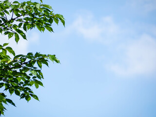 晴れた空と青々とした木々の葉