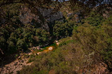 swampy river pool in the jungle