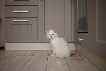 Kitten playing at the kitchen. Little cat at home. Life with kitten