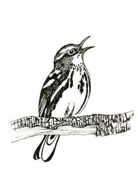 Ink black-and-white warbler bird illustration