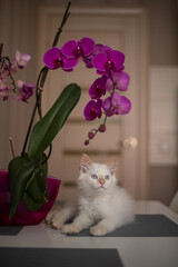 A cute beautiful domestic kitten with orchid flower. The cat smells the plant. Cute photo of a pet in a natural environment.