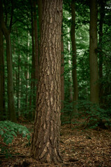 Vertical photo of a close up of a tree trunk isolated with blurred forest background