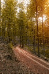 Obraz premium Empty road in woods in autumn. Macro photo of an empty pathway in the forest. Indian summer in the forest.