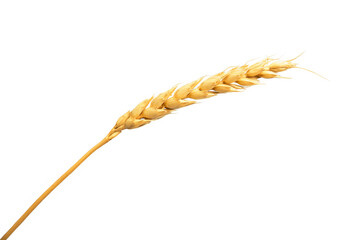 Isolated ear of wheat or rye on a white background. The concept of agriculture food and baking