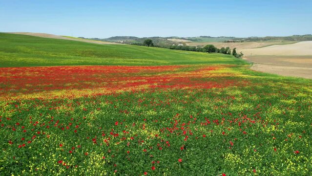 Flight over beautiful field of red poppies and yellow flowers with blue sky in Tuscany, near Pienza. Italy.
