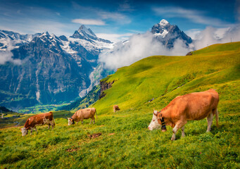 Fototapeta na wymiar Cows on a mountain pasture. Misty morning view of Bernese Oberland Alps, Grindelwald village location, Switzerland. Nice summer landscape of Swiss Alps with Wetterhorn and Klein Wellhorn peaks.