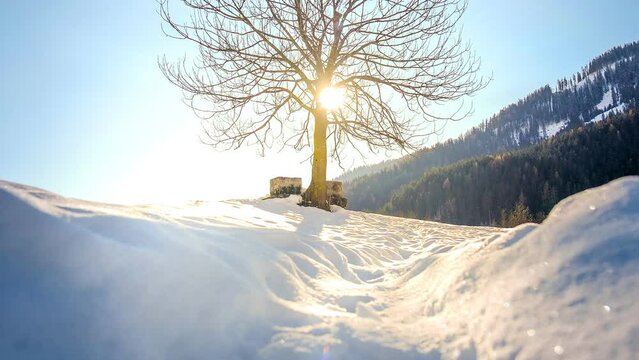 bare tree banches with sun backlight on winter morning snow beautiful background