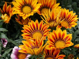Bouquet de fleurs jaune et orange