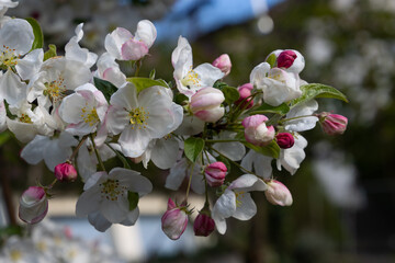 Blossoms of a red sentinel apple tree, a ornamental apple also called ruber custos, christmas apple...