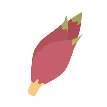 みょうが Images Browse 2 135 Stock Photos Vectors And Video Adobe Stock