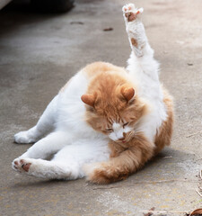 猫らしく左後脚を上に伸ばして毛繕いする茶白猫_晴天日陰縦1