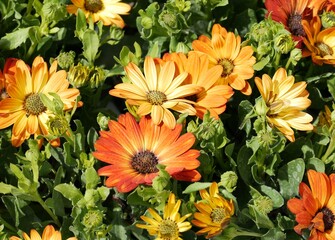 Détail d'un assortiment floral jaune-oranger à l'occasion d'un marché aux fleurs de printemps - obrazy, fototapety, plakaty