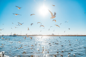 seagulls in the sea