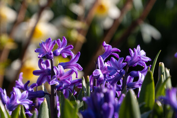 Purple blossoms of a hyacinth, also called Hyacinthus orientalis or Gartenhyazinthe
