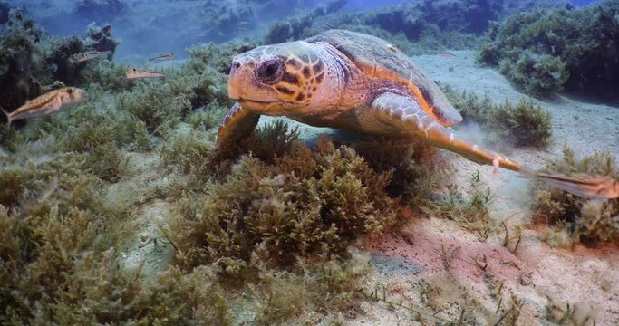 sea turtle underwater swim slow  with sun beams and rays ocean scenery blue water caretta caretta