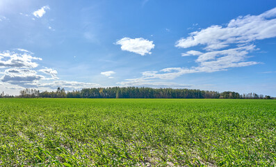 Green grass field and blue sky landscape background.
