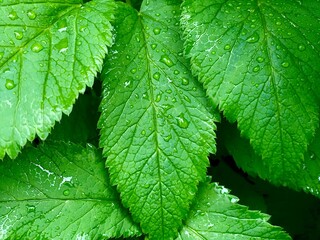 green leaf background