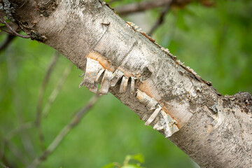 Birch close-up as a background. Birch leaves, branches and bark as a concept of birch sap.