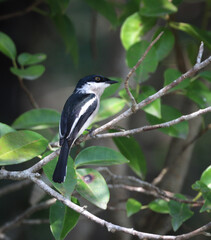 Bar-winged flycatcher-shrike is a small passerine bird usually placed in the Vangidae. It is found in the forests of tropical southern Asia from the Himalayas and hills of southern India to Indonesia.