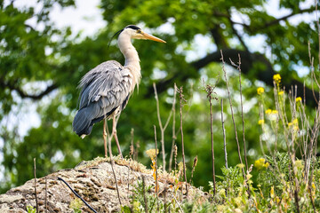 gray heron lurks for prey. of the birds stands still. Close-up of the beautiful plumage